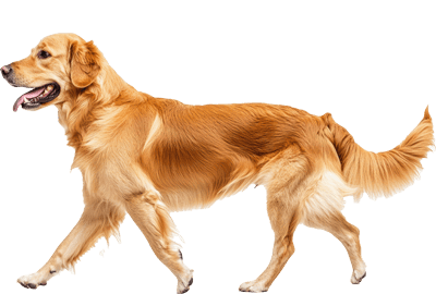 footer-dogs-walking