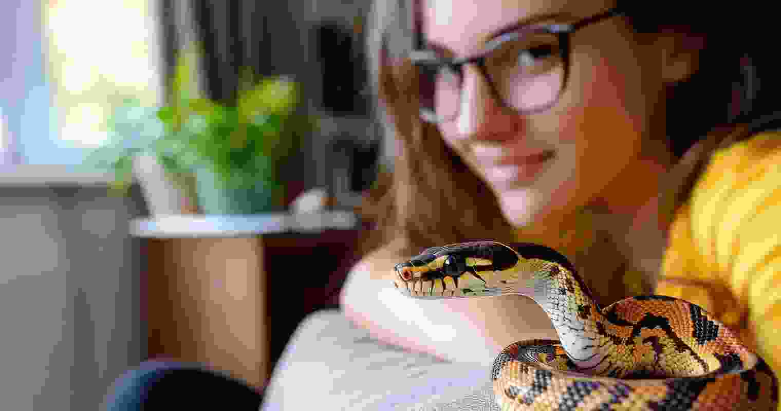 Experience pet